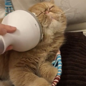 Lighteme Pet Massager