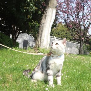 Lighteme Dog Collar Fashion Adjustable Neck Strap (3 colors & 5 sizes)