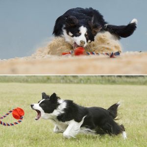 Lighteme Dog Rubber Rope Molar Clean Chew Toy (2 colors & 2 sizes)