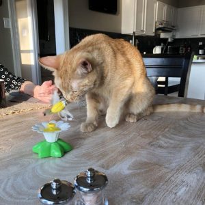 Lighteme Interactive Bird Toy For Cats (3 Types)